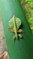 Pulchriphyllium bioculatum