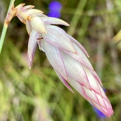 Johnsonia lupulina