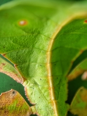 Pulchriphyllium bioculatum