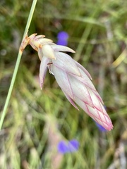 Johnsonia lupulina