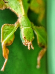 Pulchriphyllium bioculatum