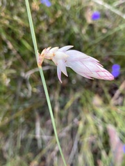 Johnsonia lupulina