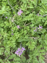 Erodium moschatum