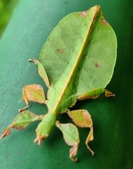 Pulchriphyllium bioculatum