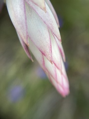 Johnsonia lupulina