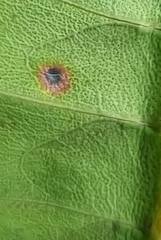 Pulchriphyllium bioculatum