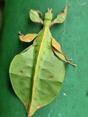 Pulchriphyllium bioculatum