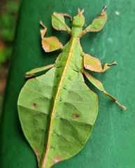 Pulchriphyllium bioculatum