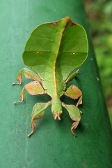 Pulchriphyllium bioculatum