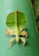 Pulchriphyllium bioculatum