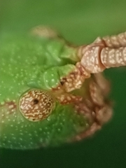 Pulchriphyllium bioculatum