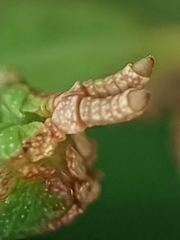 Pulchriphyllium bioculatum