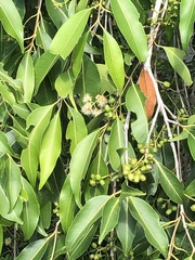Syzygium