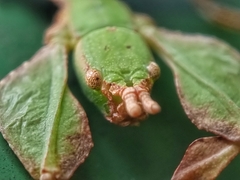 Pulchriphyllium bioculatum