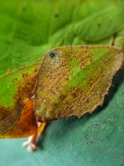 Pulchriphyllium bioculatum