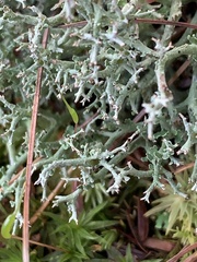 Cladonia furcata