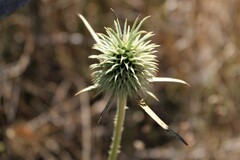 Dipsacus sativus