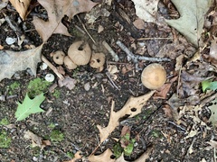 Apioperdon
