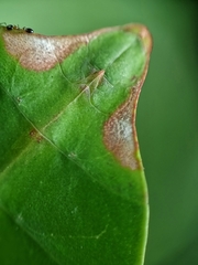 Pulchriphyllium bioculatum