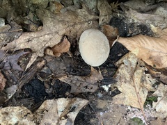 Apioperdon