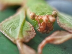 Pulchriphyllium bioculatum