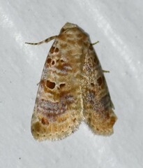 Diastema tigris