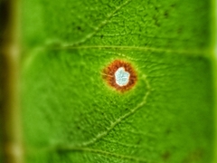 Pulchriphyllium bioculatum