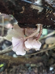 Trogia cantharelloides