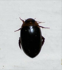 Hydaticus bimarginatus