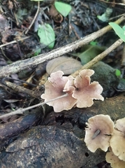 Trogia cantharelloides