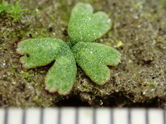 Riccia frostii