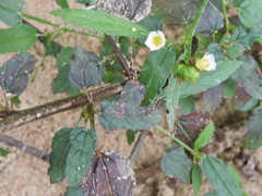 Melochia corchorifolia