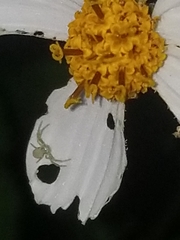 Misumessus oblongus