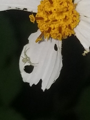 Misumessus oblongus