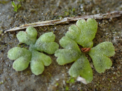 Riccia frostii