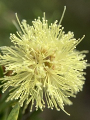 Myrtoideae