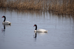 Cygnus melancoryphus