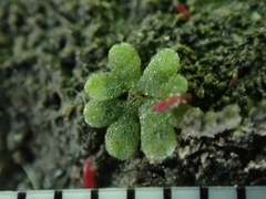 Riccia frostii