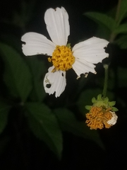 Misumessus oblongus