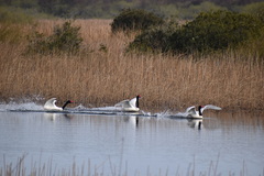 Cygnus melancoryphus