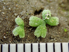Riccia frostii