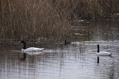 Cygnus melancoryphus