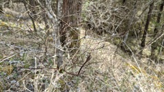 Festuca subverticillata