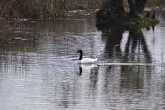 Cygnus melancoryphus