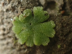 Riccia frostii