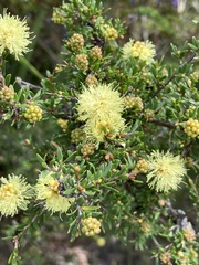 Myrtoideae