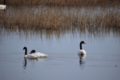 Cygnus melancoryphus