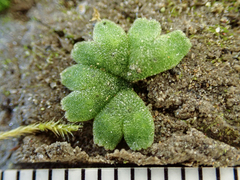 Riccia frostii