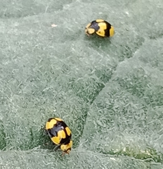 Illeis galbula