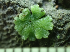 Riccia frostii